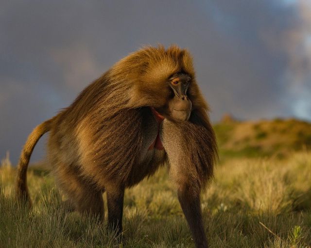 Gelada Baboon's